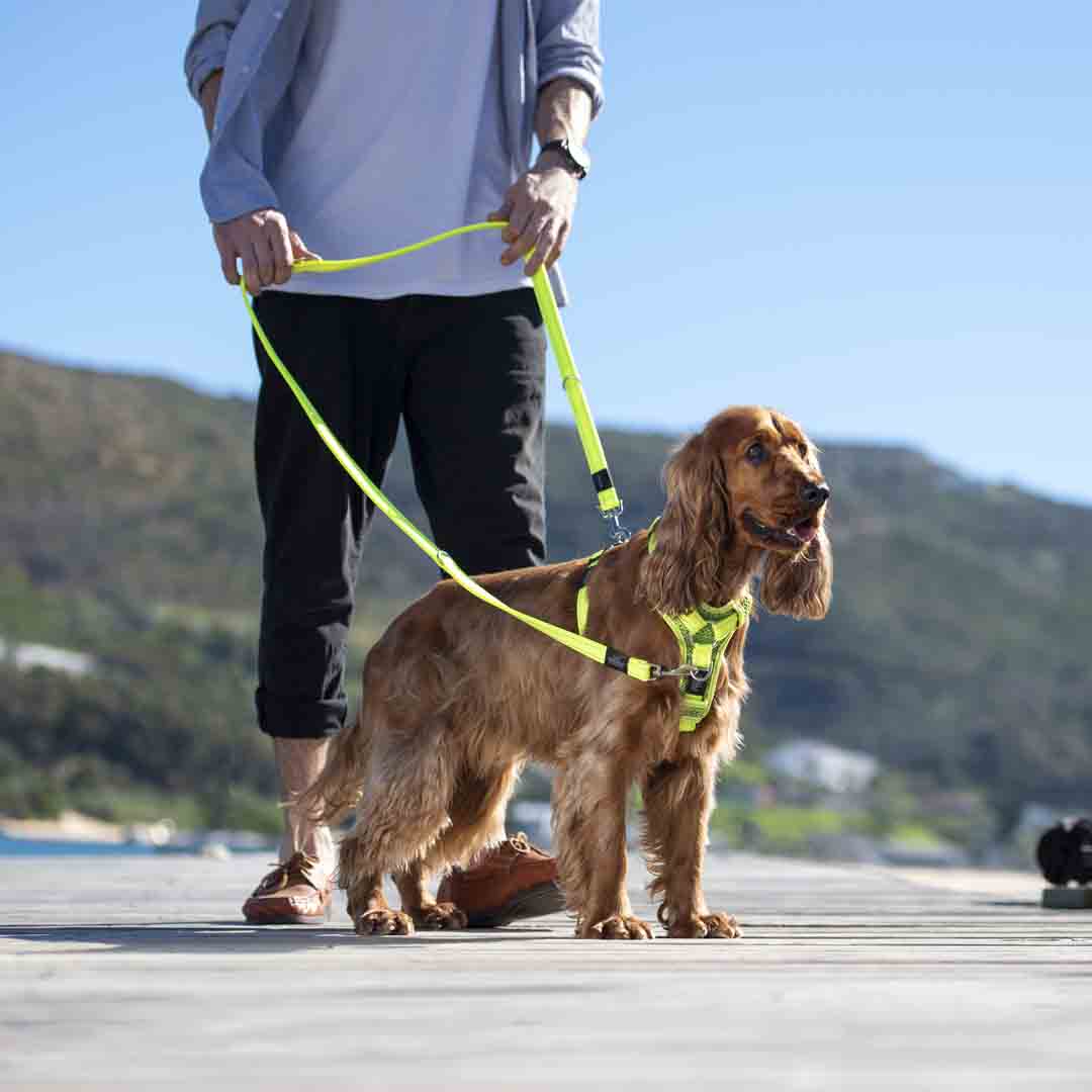 Rogz Utility Control Red Dog Harness, Small