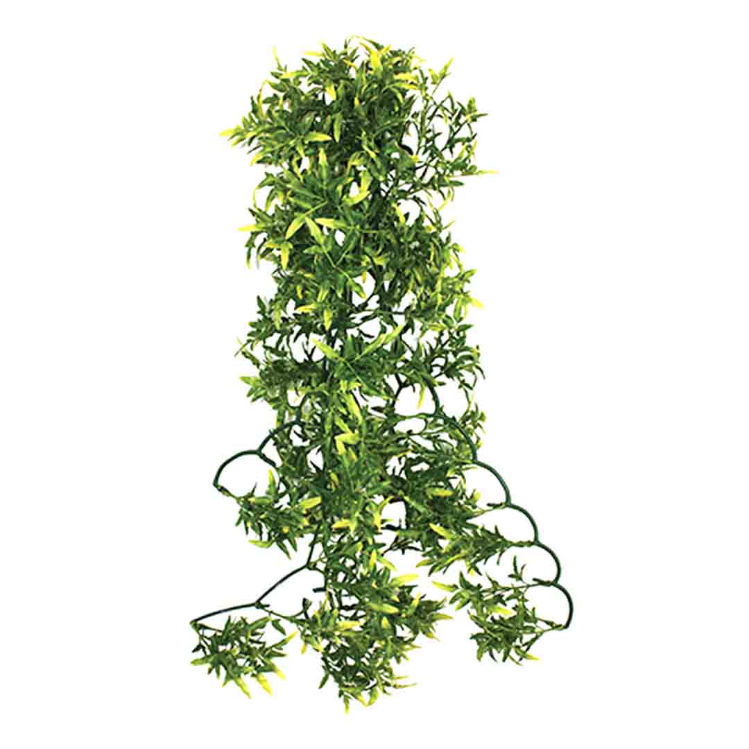 Komodo Croton Plant 60cm