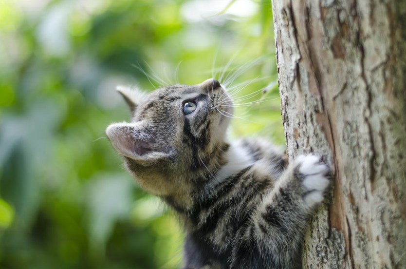 Kitten climbing a tree.