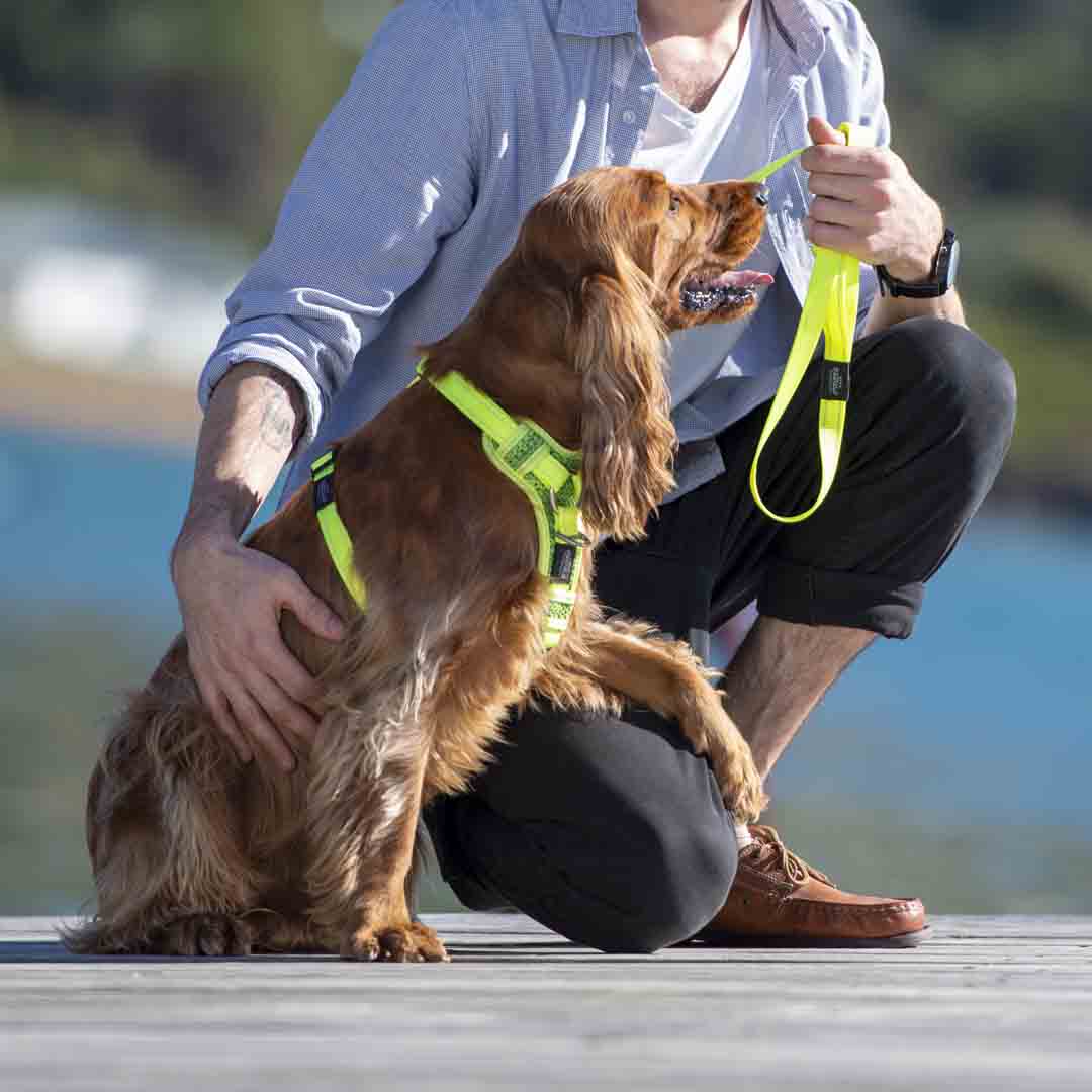 Rogz Utility Control Red Dog Harness, Small