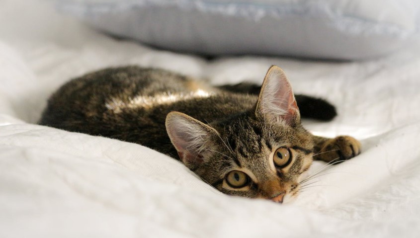 Why Do Cats Knead?