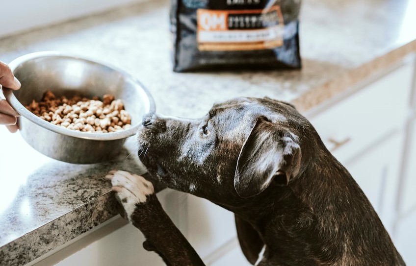 The Best High Protein Dog Food