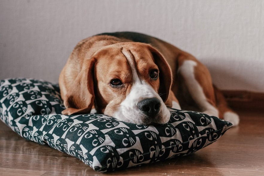 Dog Boredom Busters