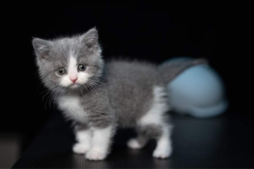 Grey and white kitten.
