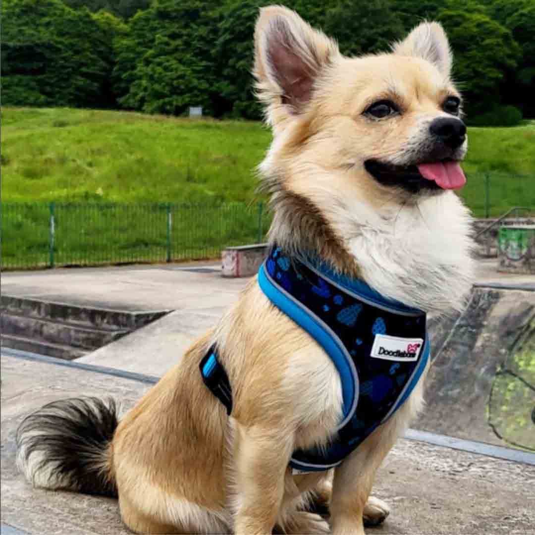 Doodlebone Airmesh Electric Party Dog Harness Size 2