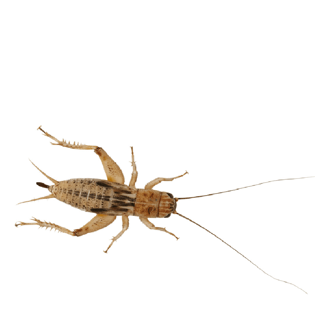 Peregrine Silent Brown Crickets Reptile Live Food, Large