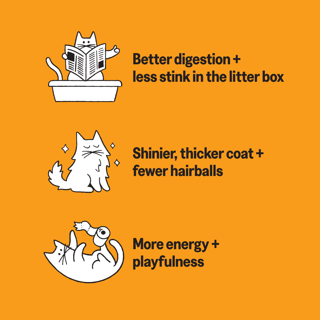KatKin CLUCK Fresh Cat and Kitten Food (Chicken) 1x80g
