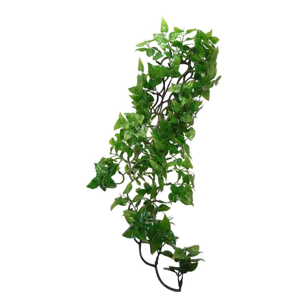 Komodo Philodendron Plant