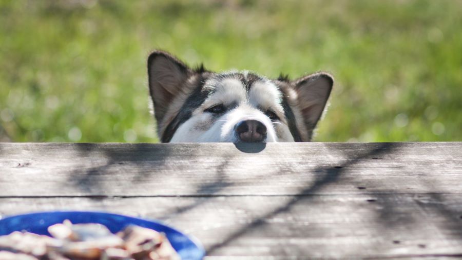 dog peering over table