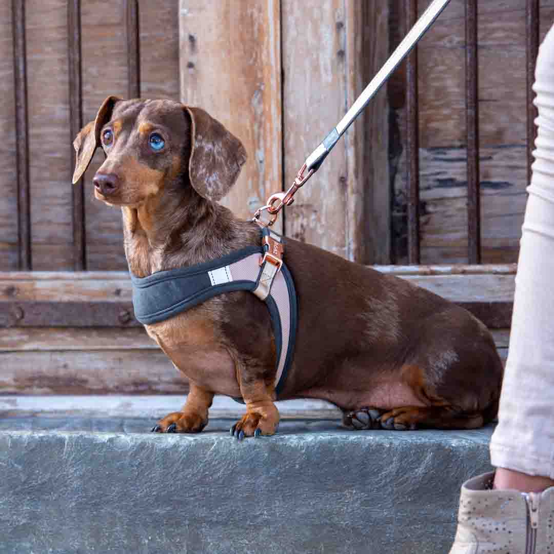 Rogz Urban Classic Dog Lead, Gold