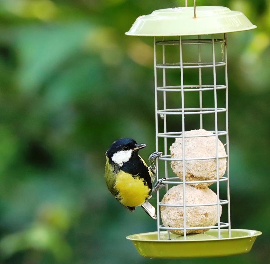 8 Tips on Choosing the Best Bird Feeders