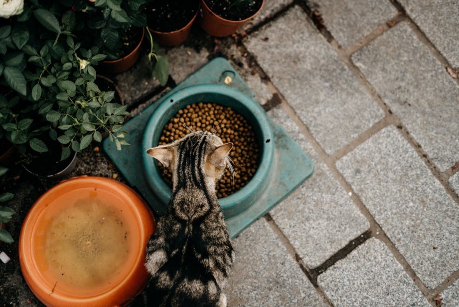 The Best Hypoallergenic Cat Food