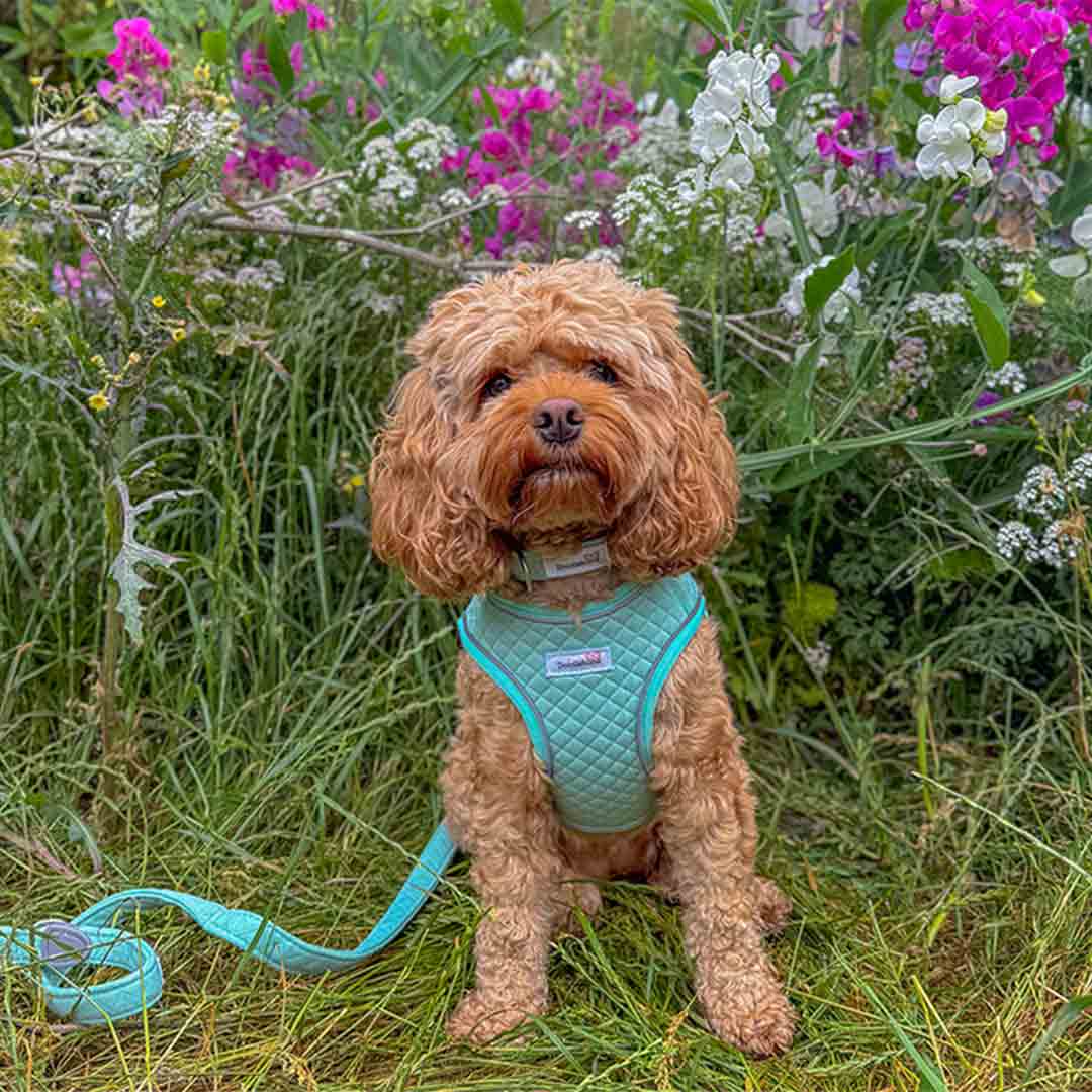 Doodlebone Snappy Mint Quilt Dog Harness 3
