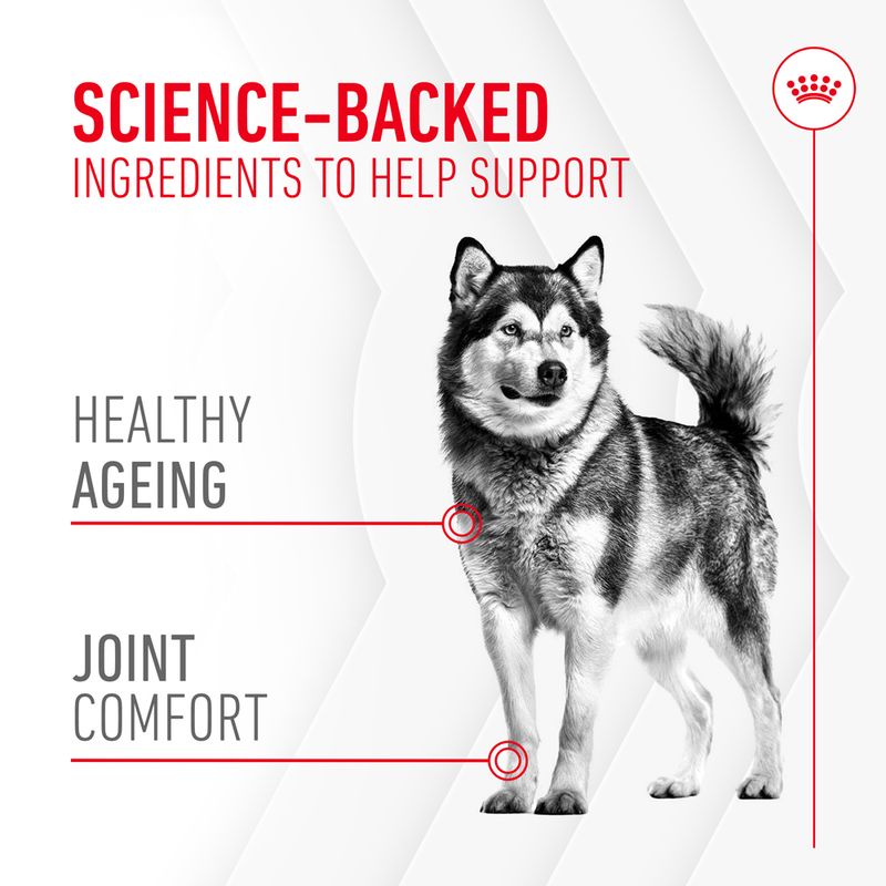 Royal Canin Dog Supplement for Joint & Ageing Soft Chews