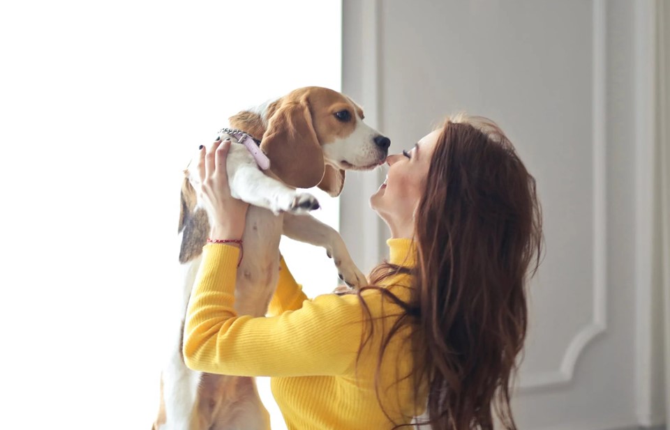 Woman in yellow sweater holding a beagle 