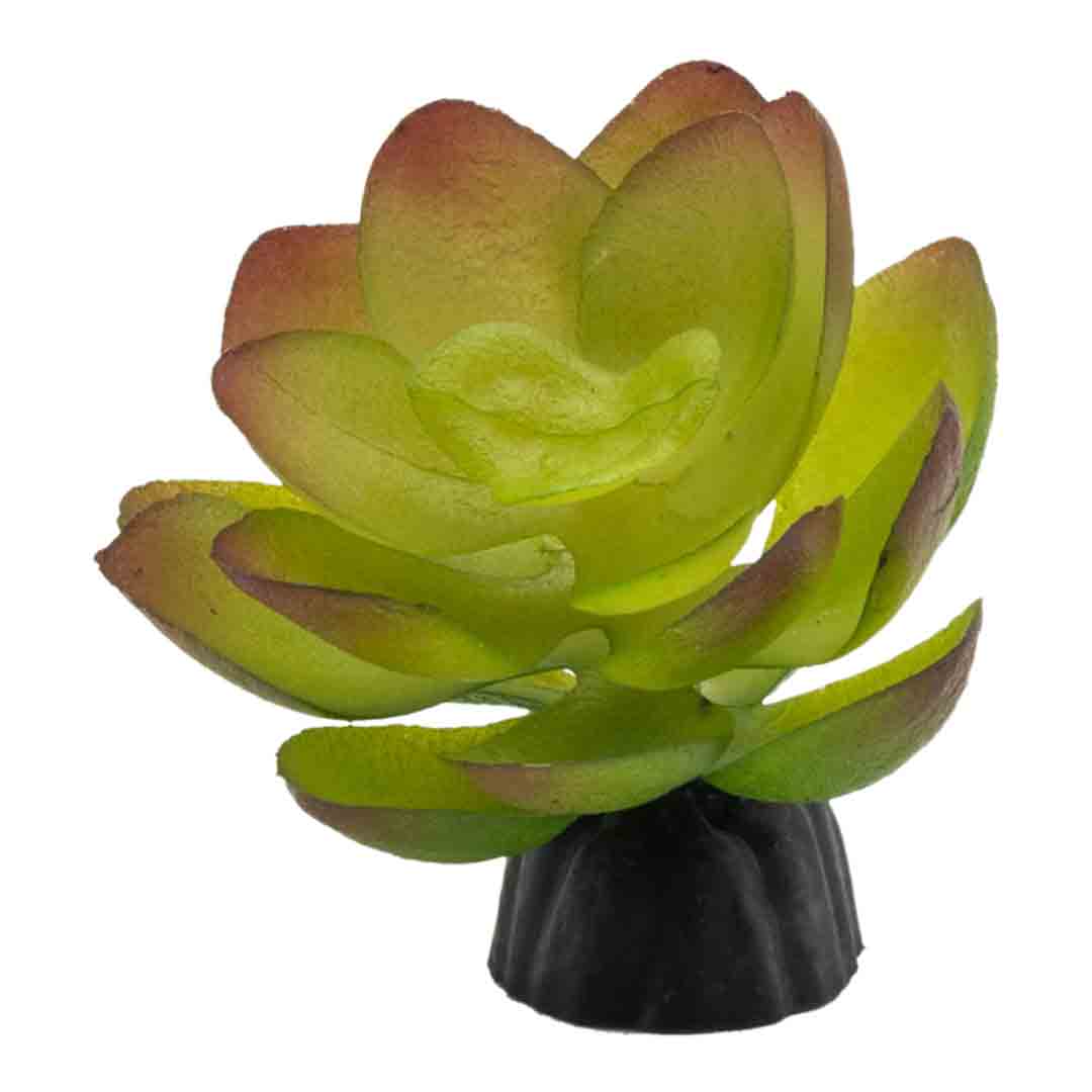 ProRep Echiveria Standing Plant for Terrariums