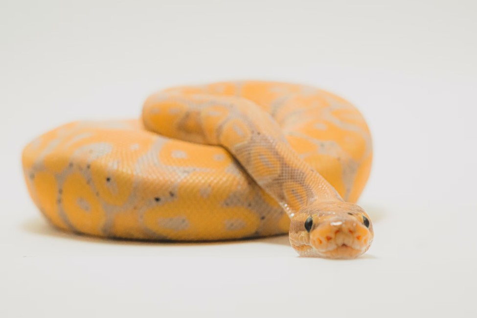 First Time Reptile Parent Guide