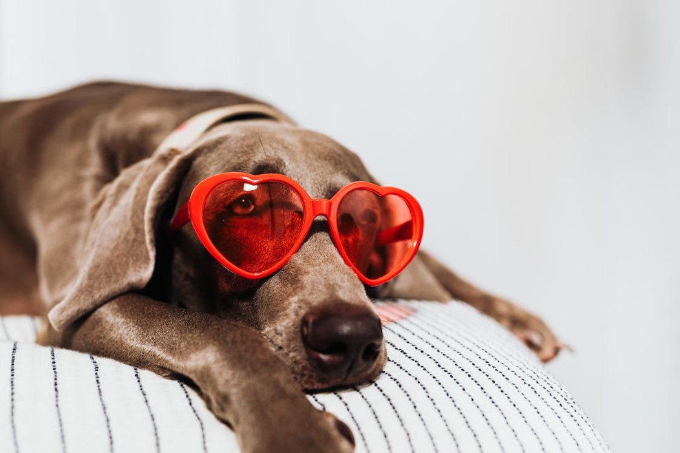 How to Spend Valentine's Day With Your Pet