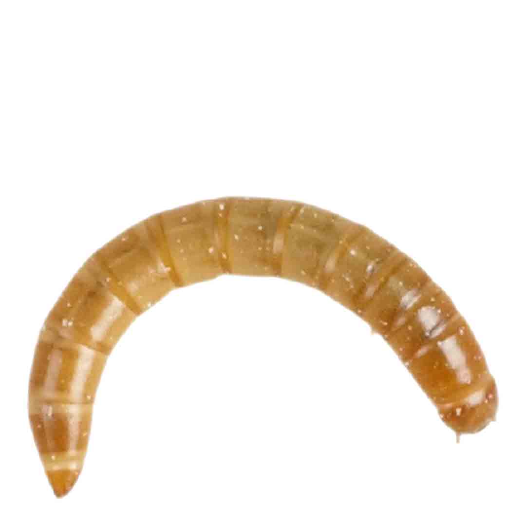 Peregrine Mario Worms Reptile Food, Small