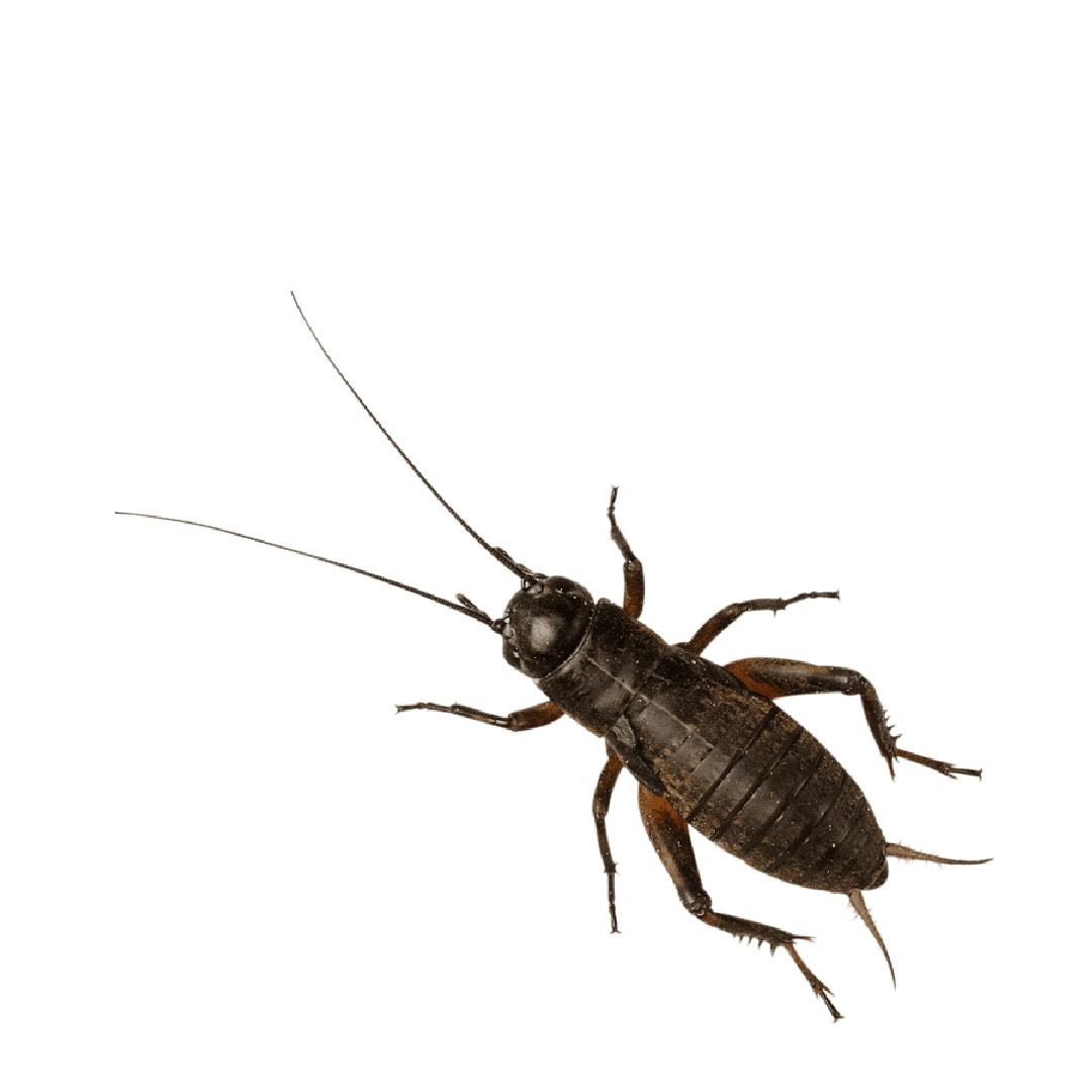 Peregrine Black Crickets Reptile Live Food, Large