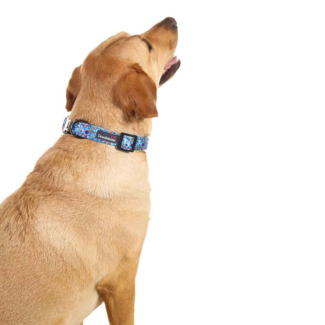 Doodlebone Trendy Tails Padded Dog Collar Blue 3-6