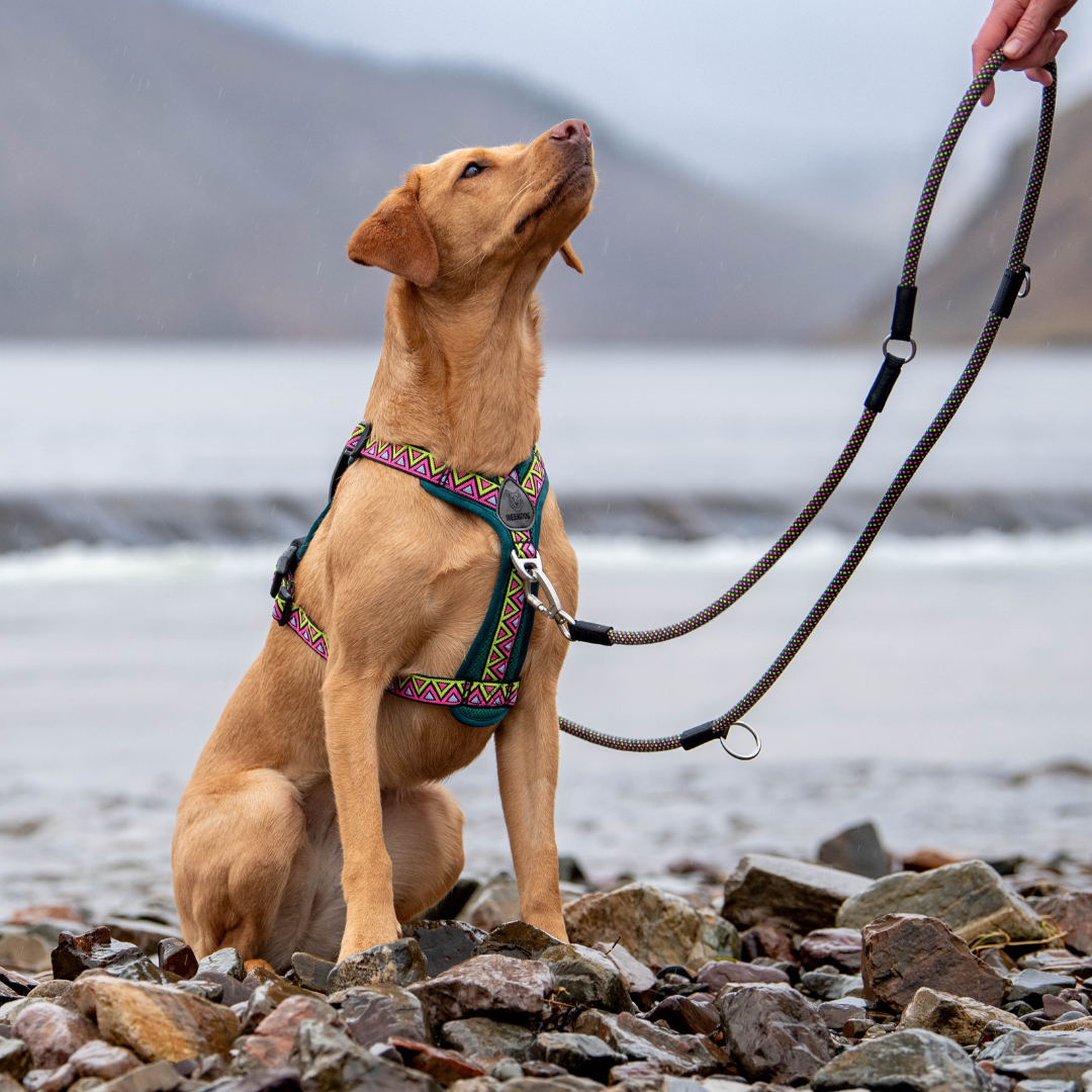 Neerdog Go-B-Flextra Multi Functional Rope Dog Lead Green/Pink/Yellow