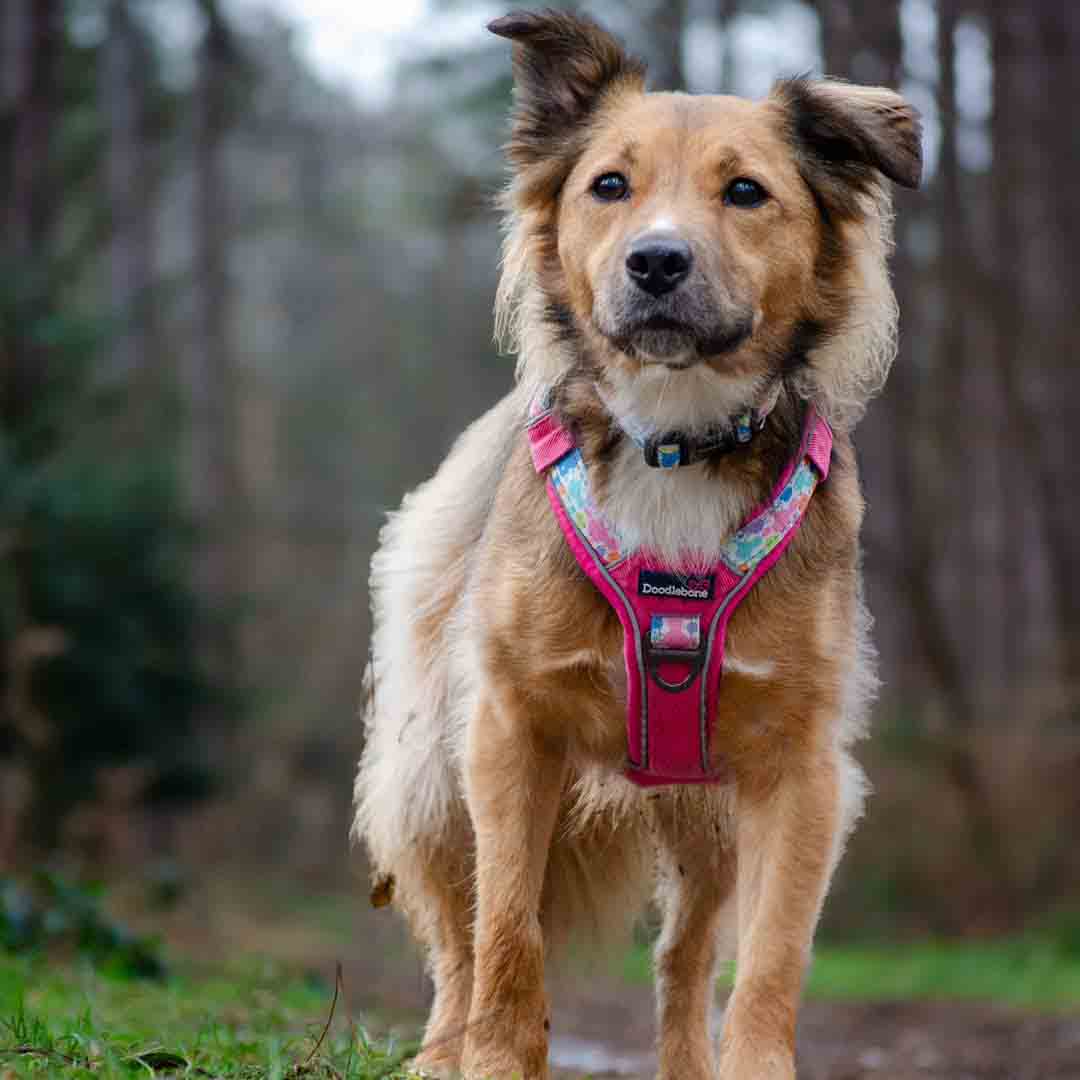 Doodlebone 'With Me' Dog Harness Pink 9-11