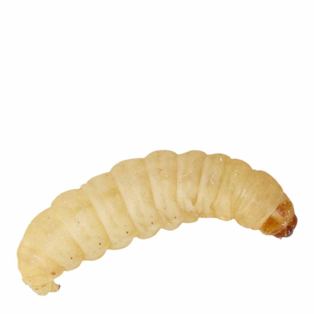 Peregrine Waxworms Live Reptile Food, 15g