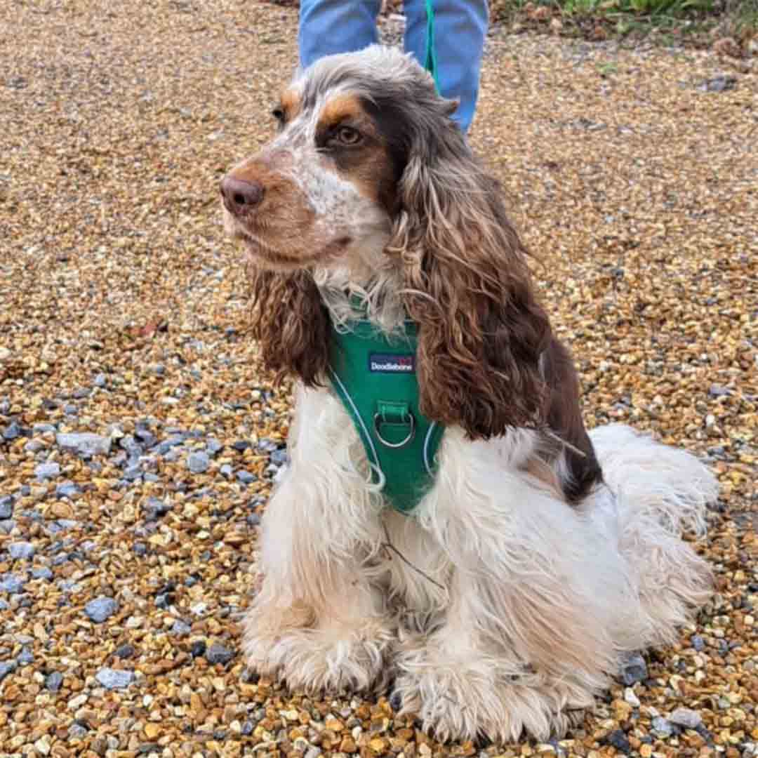 Doodlebone Trendy Tails Stomp Dog Harness Green 4-7