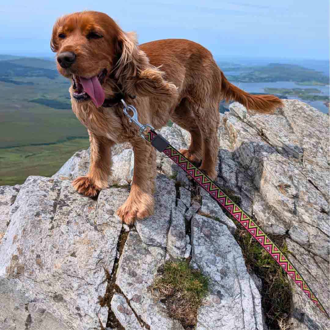 Neerdog Go-Cee-Lantana-Lead