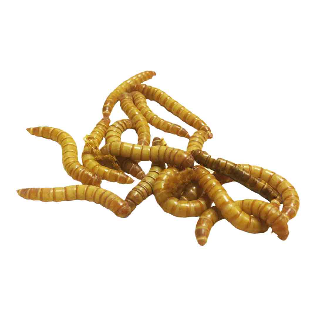 Peregrine Mini Mealworms Reptile Livefood, 40g