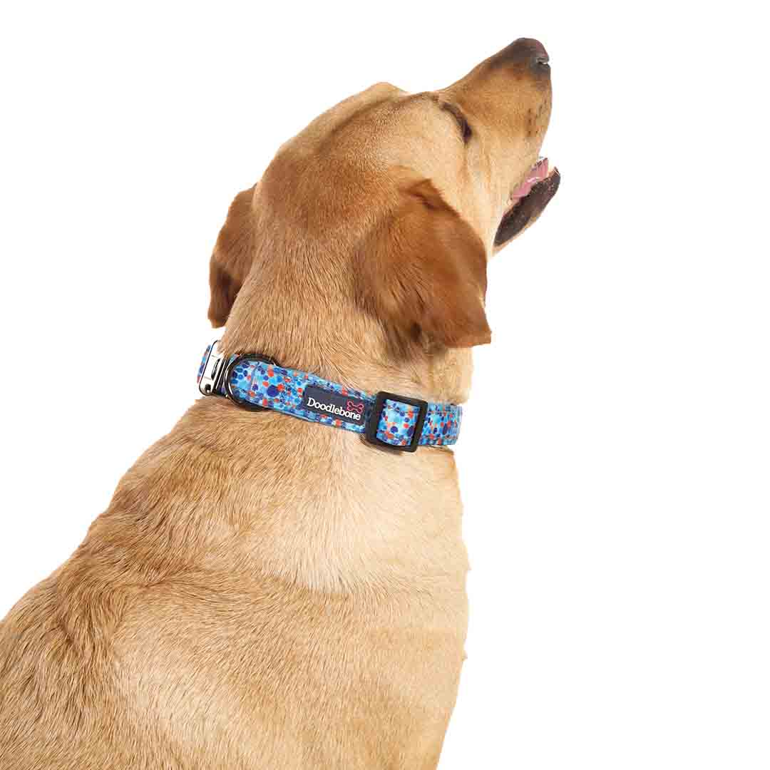 Doodlebone Trendy Tails Padded Dog Collar Blue 1-2