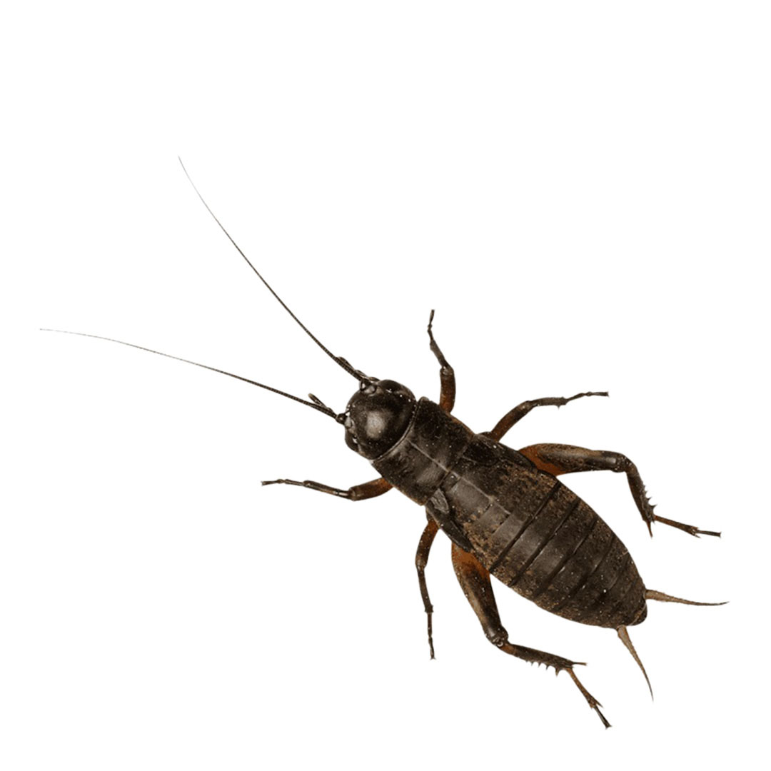 Peregrine Black Crickets Reptile Live Food, Medium