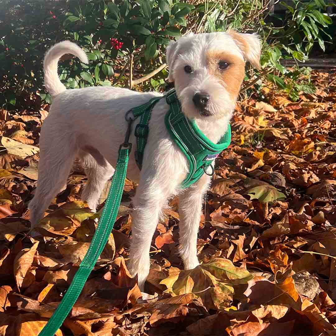 Doodlebone Trendy Tails Stomp Dog Harness Green 4-7