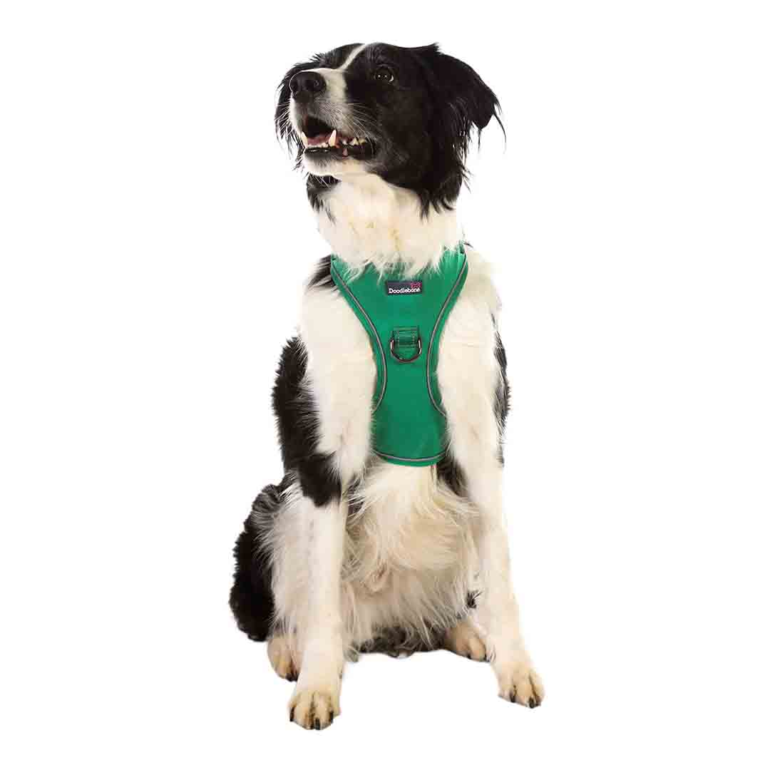 Doodlebone Trendy Tails Stomp Dog Harness Green 3-5
