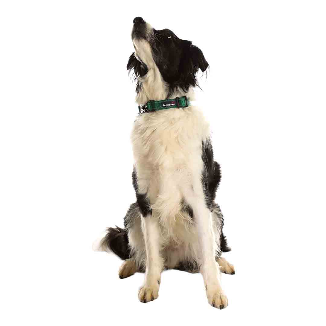 Doodlebone Trendy Tails Padded Dog Collar Green 3-6