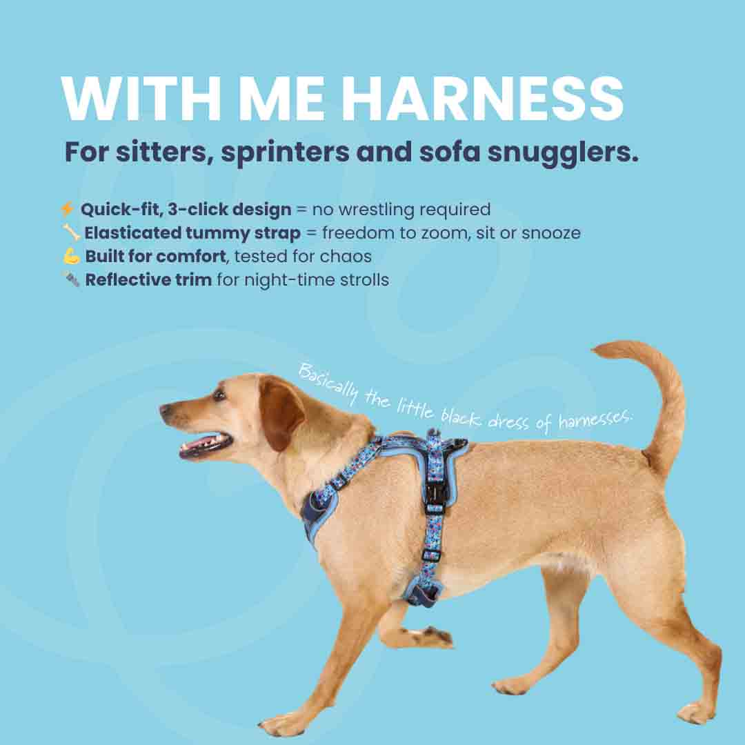 Doodlebone 'With Me' Dog Harness Blue 2-4