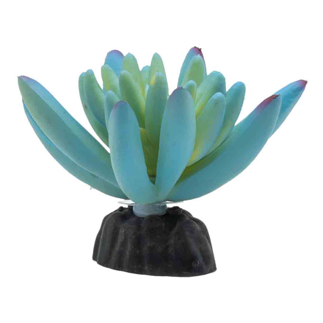 ProRep Sedum Reptile Vivarium Plant Blue 10cm