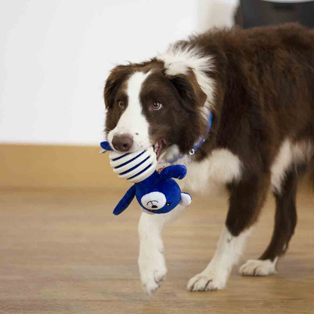Battersea Rubber Belly Bear Dog Toy