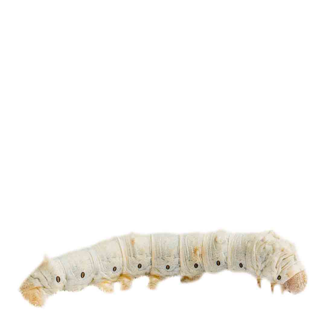 Peregrine Silkworm Reptile Live Food, Large