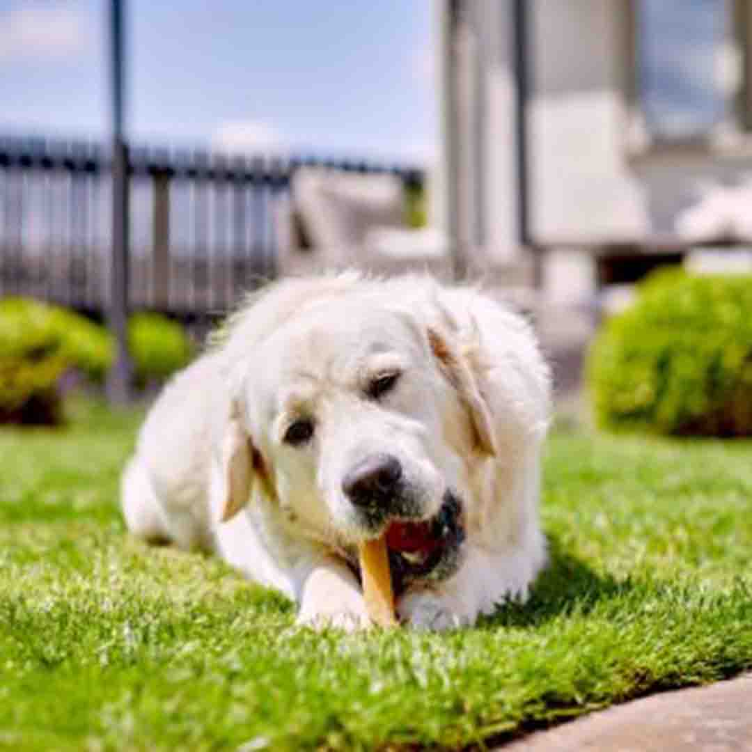 Yakers Apple Dog Chew Treat, XL