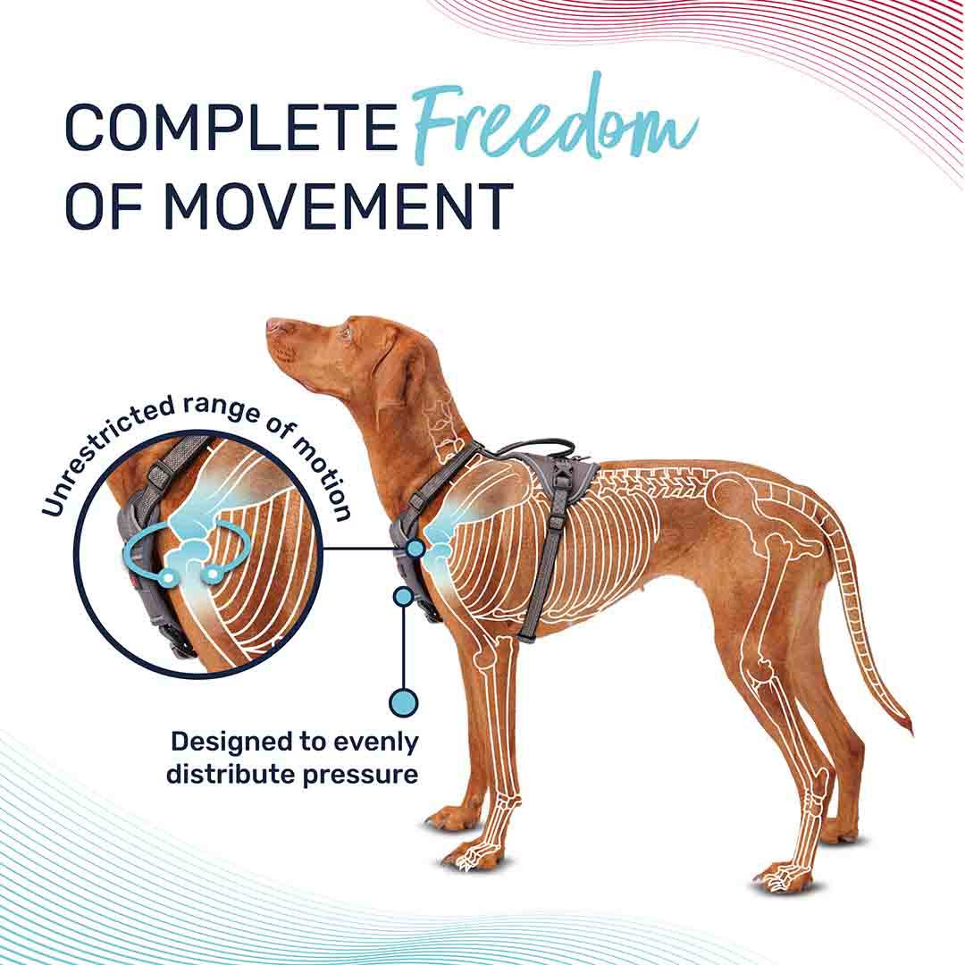 Halti Anatomy Dog Harness Magenta Medium