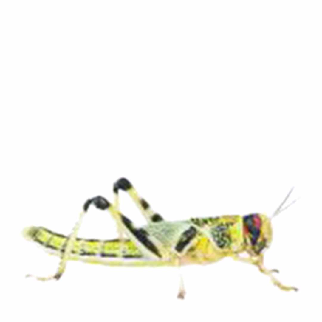 Peregrine Locusts Reptile Live Food, Small