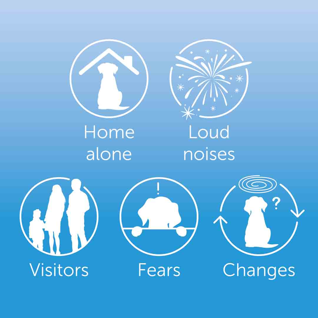 ADAPTIL Calm Home Diffuser 3X Refill Value Pack (48ml)