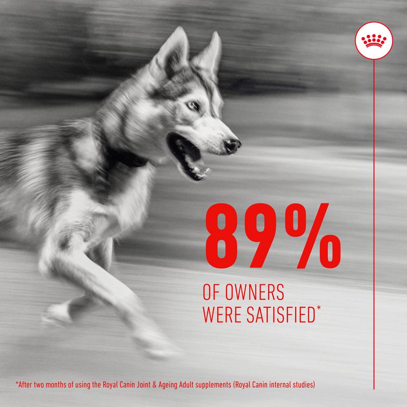 Royal Canin Dog Supplement for Joint & Ageing Soft Chews