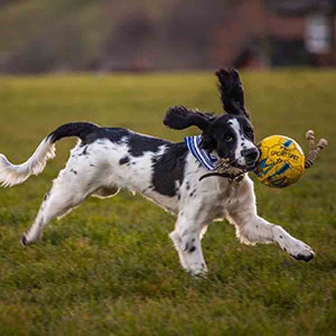 SportsPet Football with Rope Dog Toy, Small