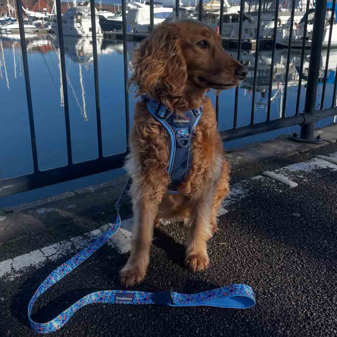 Doodlebone 'With Me' Dog Harness Blue 9-11
