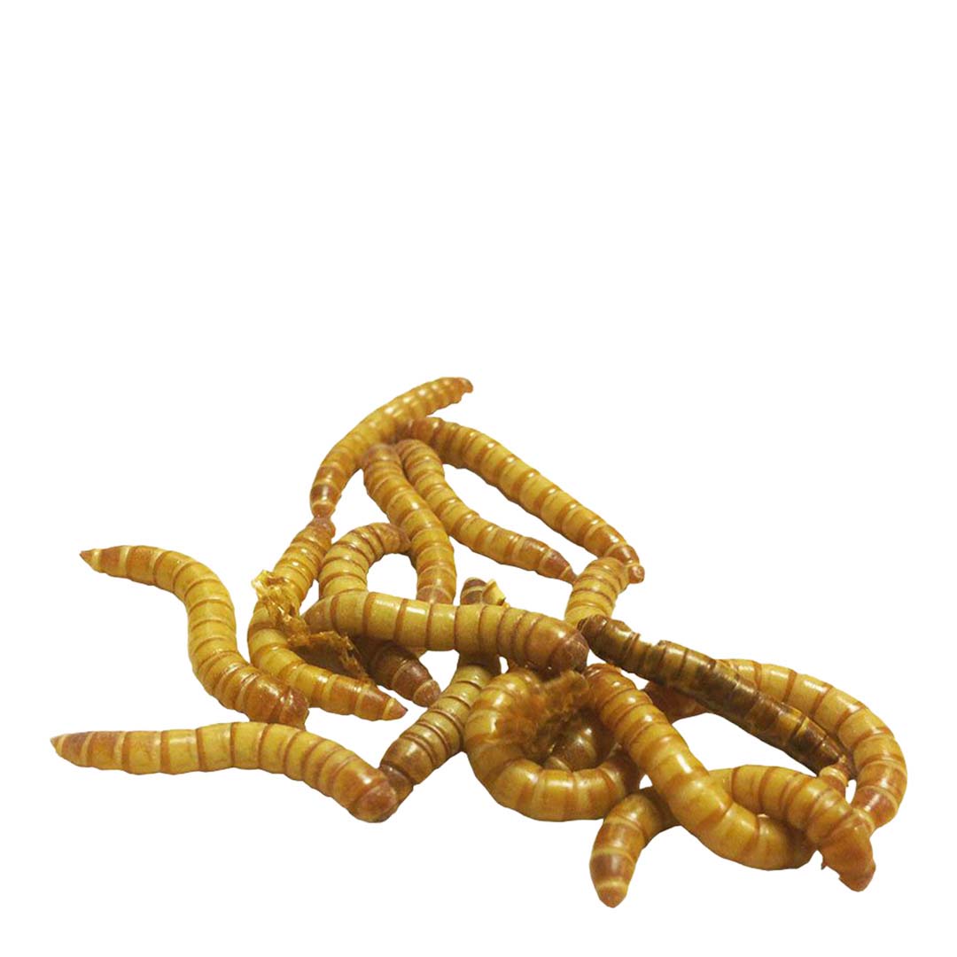 Peregrine Mealworms Reptile Live Food