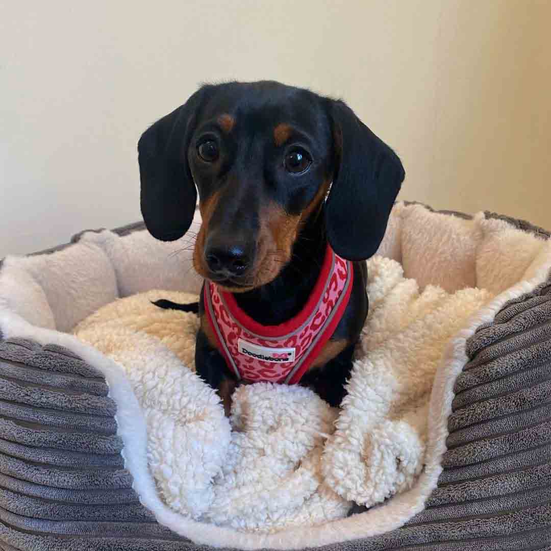 Doodlebone Airmesh Ruby Leopard Dog Harness 1