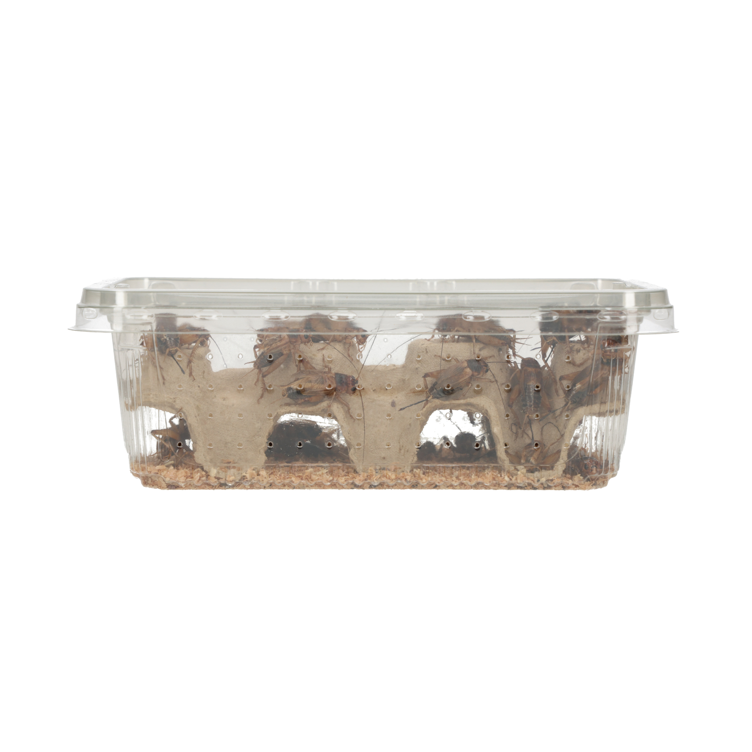 Peregrine Silent Crickets Pre-Pack, Extra-Large